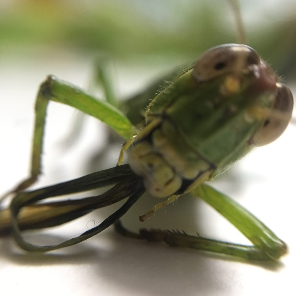 バッタって 草を口にたくさん詰め込みすぎて死んじゃうことがあるのかな 虫の写真が出て来ます Hayakawa Junko Blog