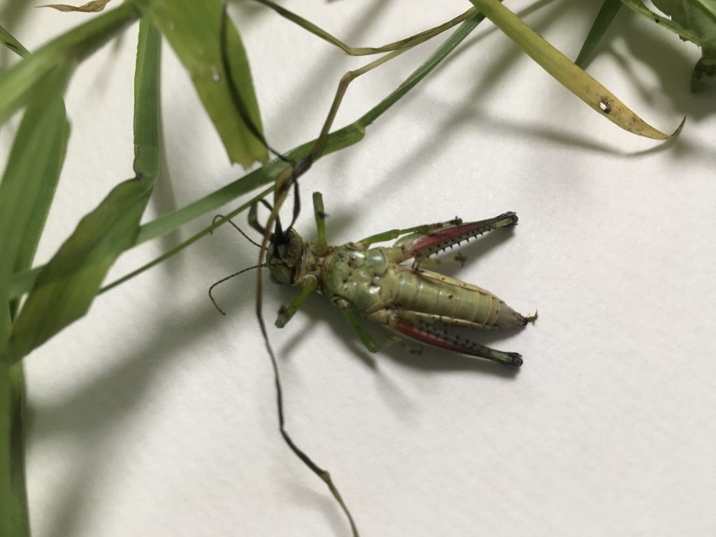 バッタって 草を口にたくさん詰め込みすぎて死んじゃうことがあるのかな 虫の写真が出て来ます Hayakawa Junko Blog